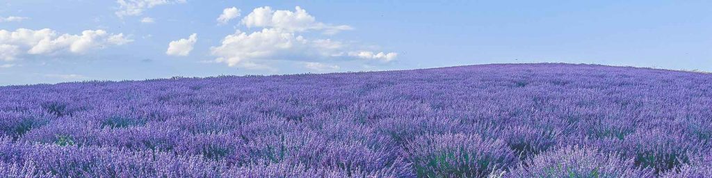 champs de lavande
