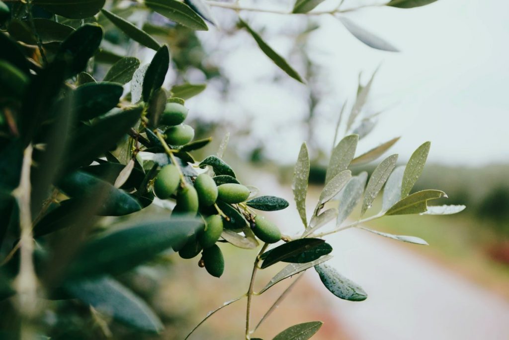 musee huile olive royere